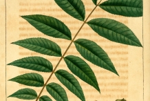 Illustration-of-Pecan-nut