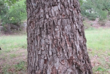 Pecan-bark