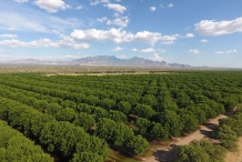 Pecan-farm