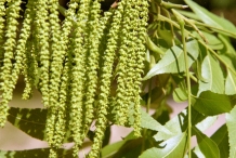 Pecan-flower