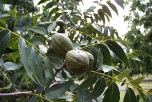 Pecan-fruit-in-the-tree