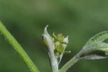Pecan-inflorescence
