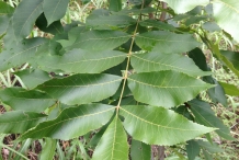 Pecan-leaves