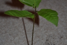 Pecan-plant