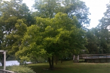 Pecan-tree