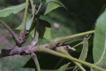 Pecan-twigs