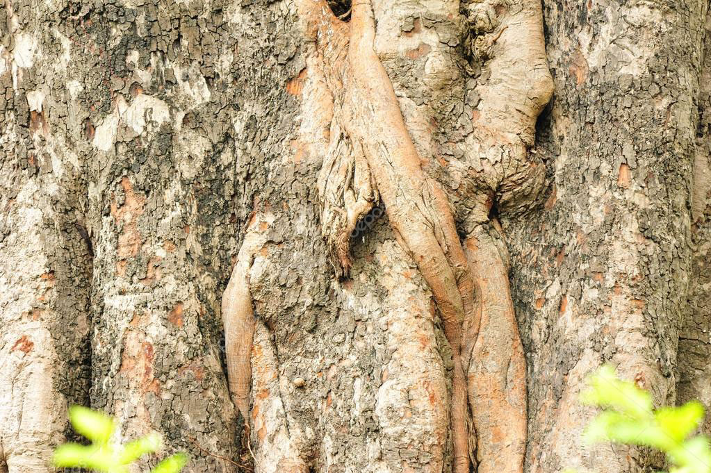 Bark-of-peepal-Tree