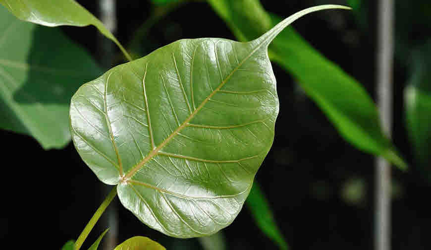 Peepal-leaf