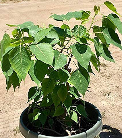 Peepal-plant-grown-on-the-pot