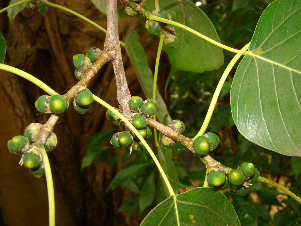 Unripe-fruit-of-Peepal-tree