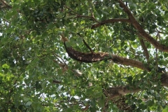 Branches-of-Peepal-Tree