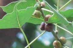 Fruits-of-Peepal-tree
