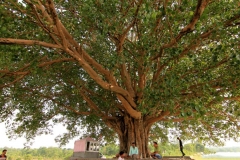 Peepal-Tree