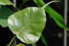 Peepal-leaf