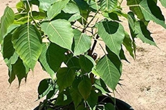 Peepal-plant-grown-on-the-pot