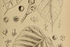 Plant-Illustration-of-Peepal-tree