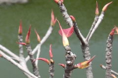 Tender-Leaves-of-Peepal-tree