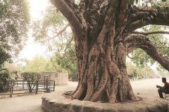 Trunk-of-Peepal-tree