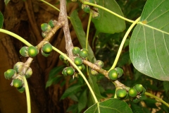 Unripe-fruit-of-Peepal-tree