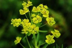 Flowers-of-Peking-spurge