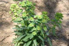 Peking-spurge-Plant