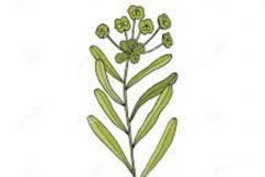 Plant-Illustration-of-Peking-spurge