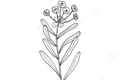 Sketch-of-Peking-spurge