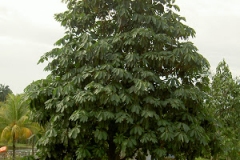 Palajau-tree