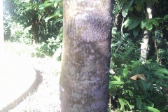 Pelajau-bark