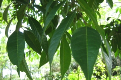 Pelajau-leaves