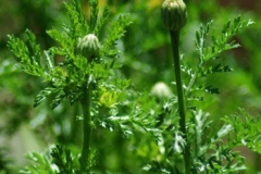 Leaves-of-Pellitory
