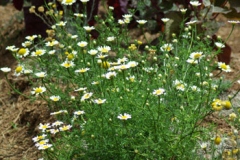 Pellitory-plant