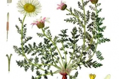 Plant-Illustration-of-Pellitory