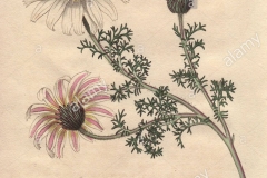 Sketch-of-Pellitory-plant