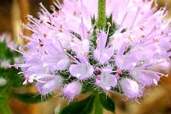 Closer-view-of-flower-of-Pennyroyal