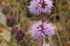 Flower-of-Pennyroyal-plant