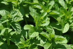 Leaves-of-Pennyroyal