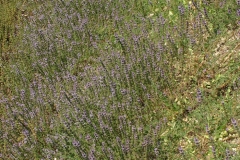 Pennyroyal-Plant-growing-wild