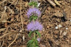 Pennyroyal-Plant