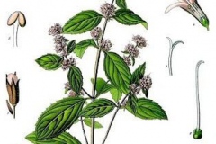 Plant-Illustration-of-Pennyroyal