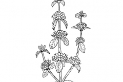 Sketch-of-Pennyroyal