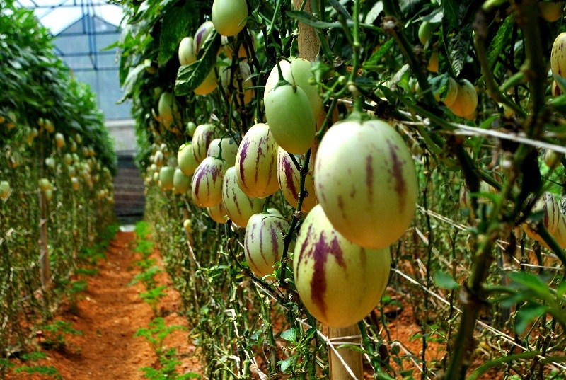 Pepino-melon-Farming