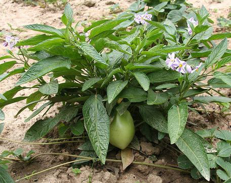 Pepino-melon-Plant
