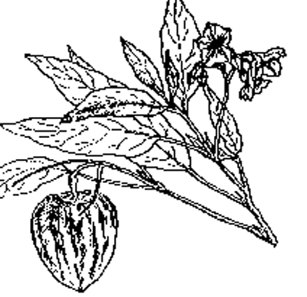 Sketch-of-Pepino-melon