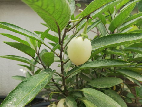 Unripe-Pepino-melon