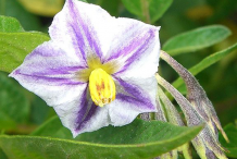 Flower-and-buds-of-Pepino-melon