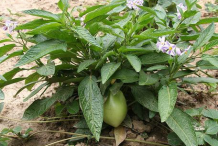 Pepino-melon-Plant