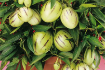 Pepino-melon-plant-on-the-pot