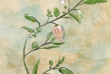 Plant-Illustration-of-Pepino-melon