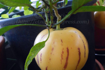 Ripe-Pepino-melon-on-the-plant